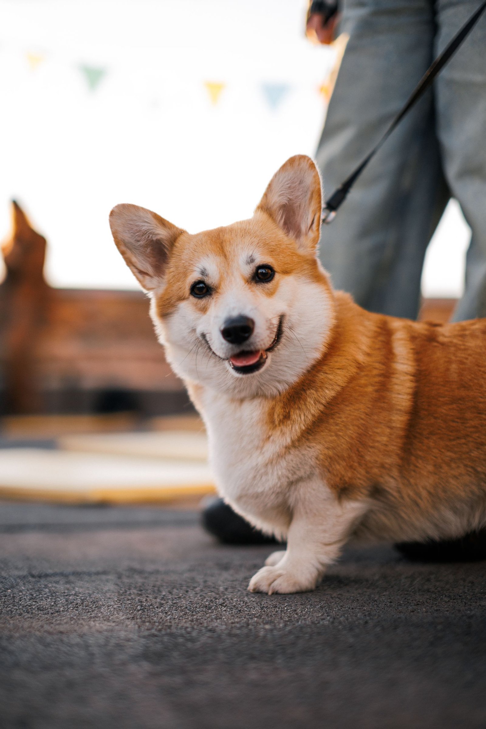 Adorable corgi dog on a leash enjoying a walk outdoors during the day.