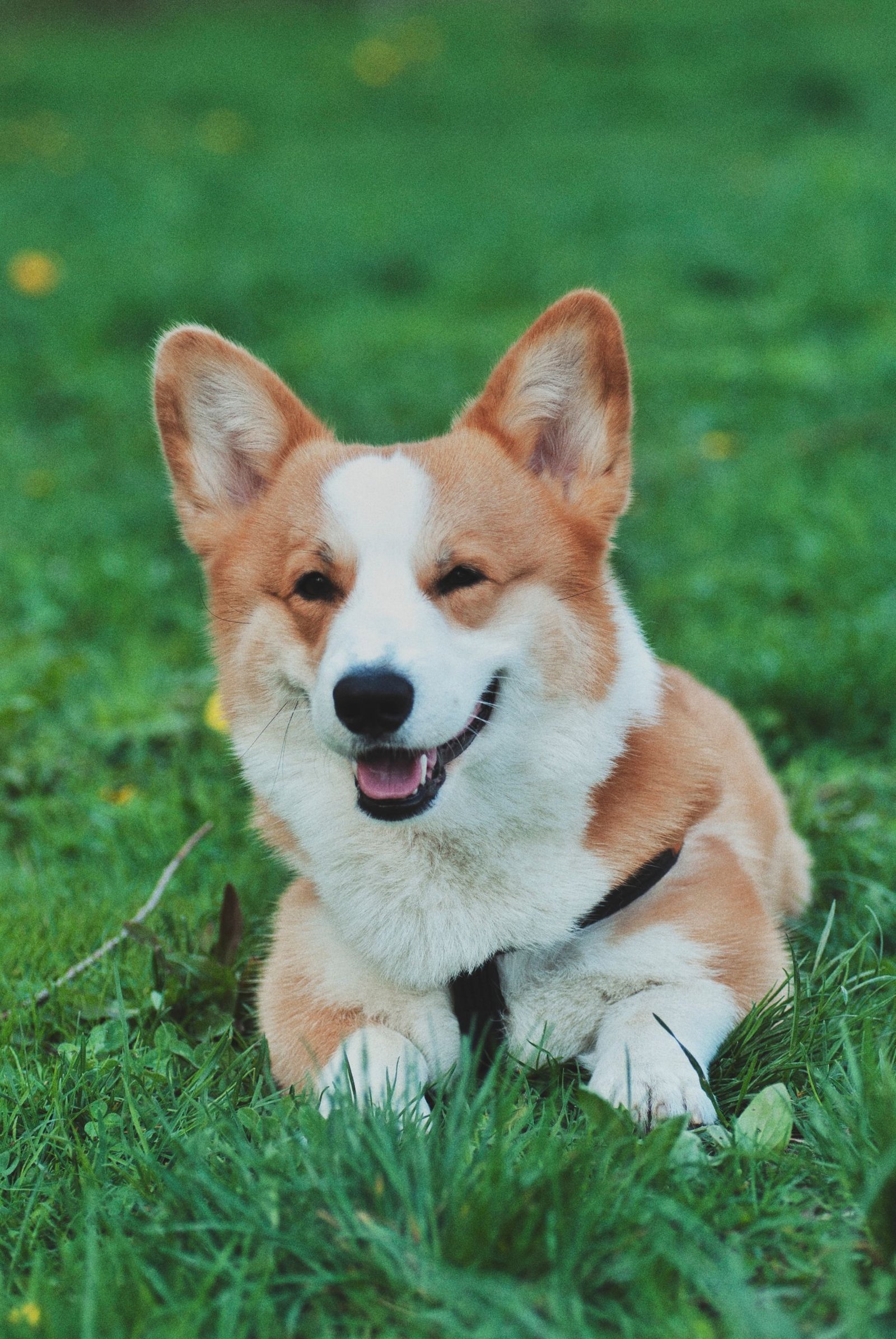 Cheerful Welsh Corgi lying on lush green grass, epitome of relaxation.