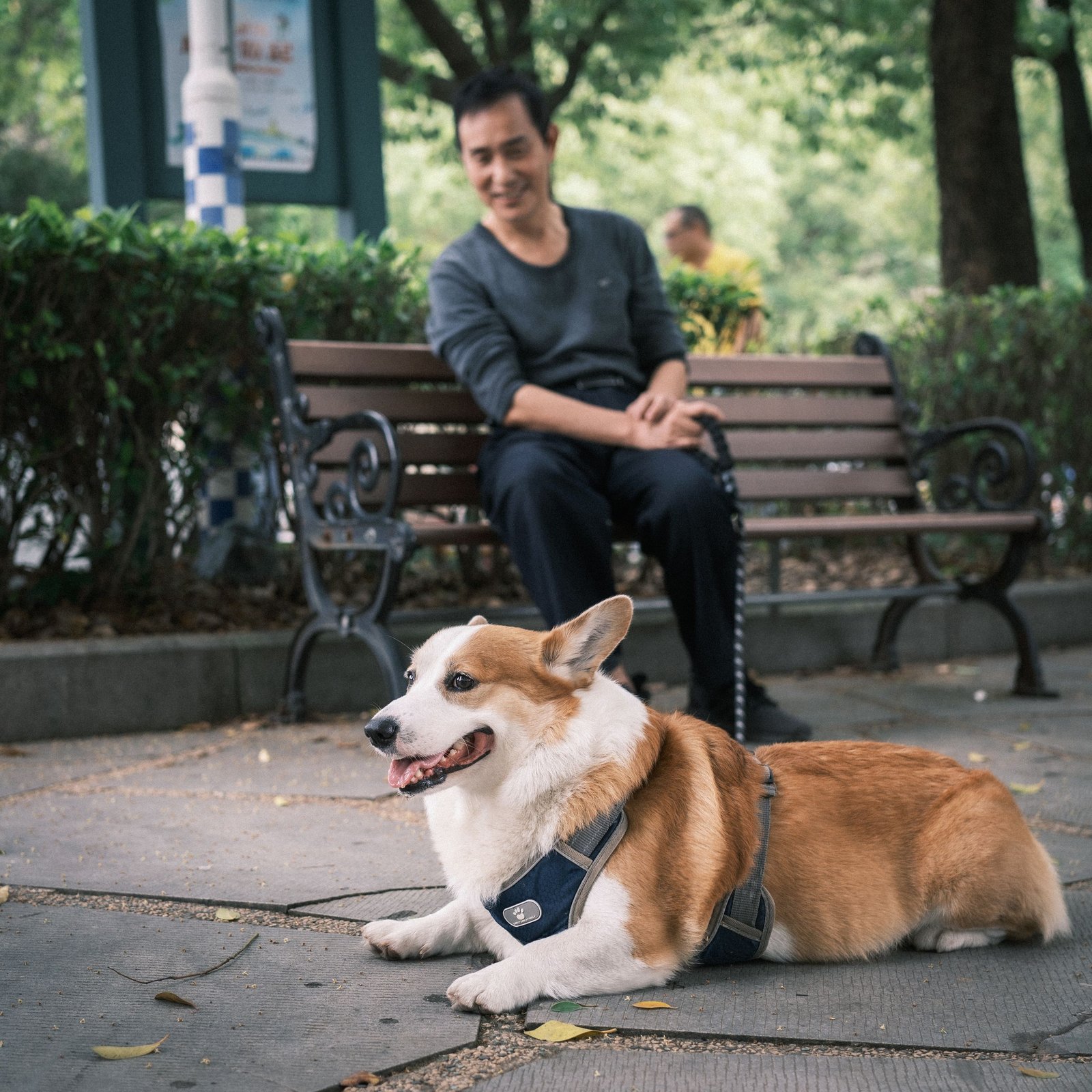 Man sitting on a park bench holding corgi's leash, enjoying a sunny day outdoors.