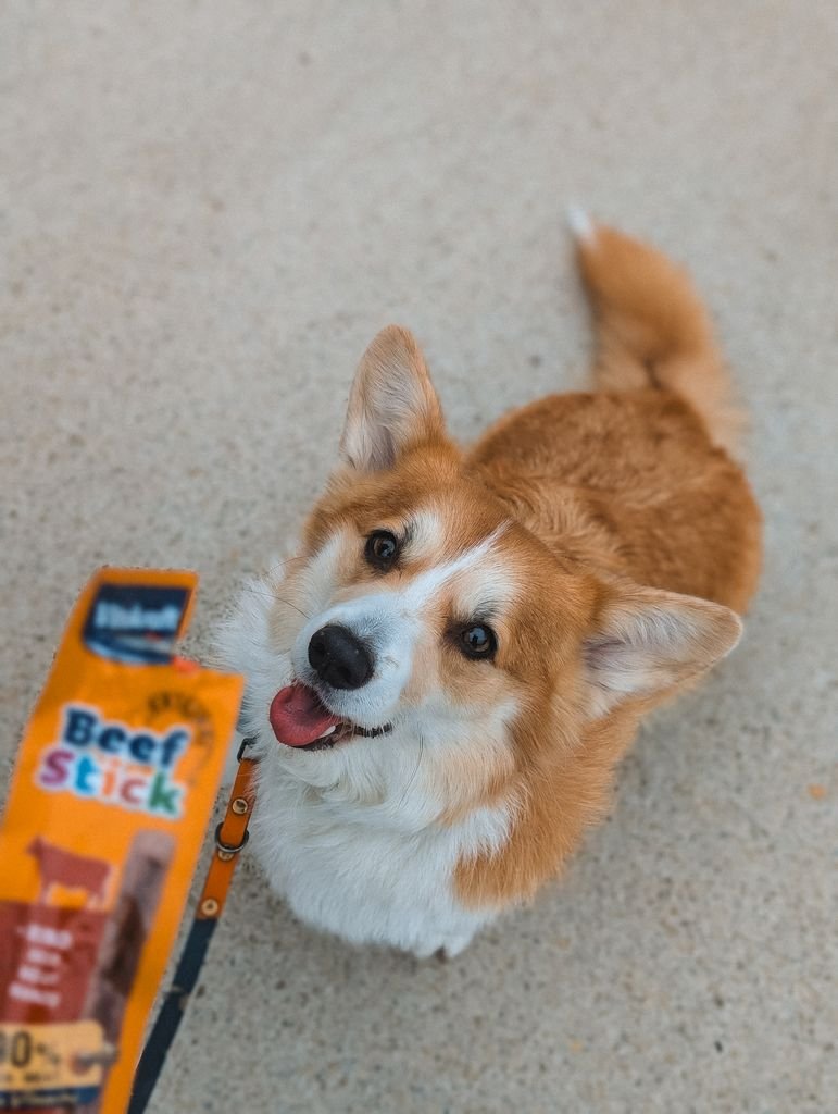 Playful corgi looking at beef stick dog treat with excitement. Perfect pet snack moment.